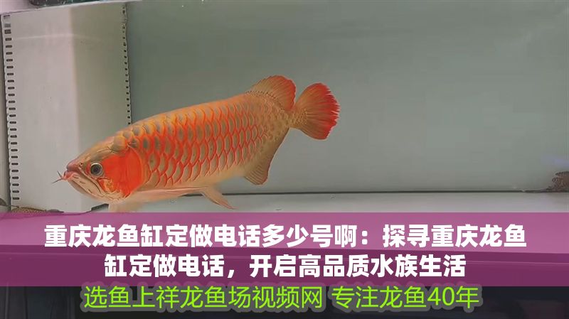 重慶龍魚缸定做電話多少號啊：探尋重慶龍魚缸定做電話，開啟高品質水族生活
