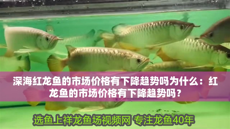 深海紅龍魚的市場價格有下降趨勢嗎為什么：紅龍魚的市場價格有下降趨勢嗎？ 深海紅龍魚的市場價格有下降趨勢嗎為什么：紅龍魚的市場價格有下降趨勢嗎？ 水族問答