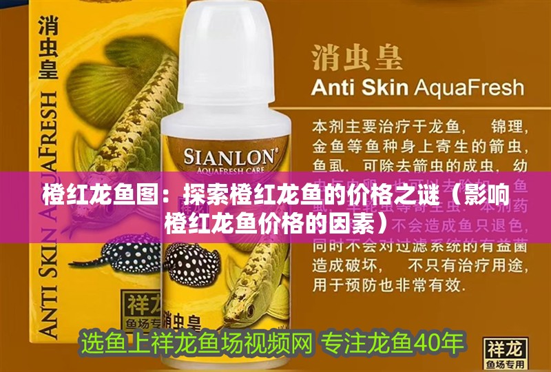 橙紅龍魚圖：探索橙紅龍魚的價格之謎（影響橙紅龍魚價格的因素）