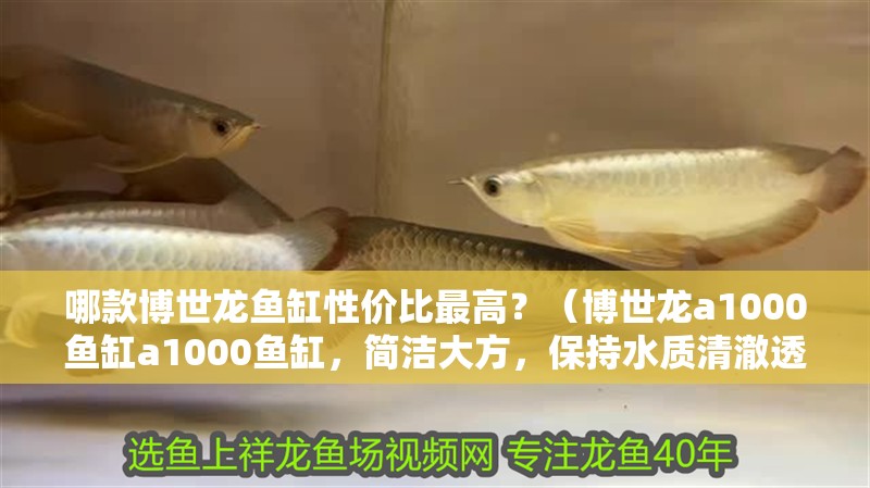 哪款博世龍魚缸性價比最高？（博世龍a1000魚缸a1000魚缸，簡潔<strong><mark>大方</mark></strong>，保持水質清澈透明）