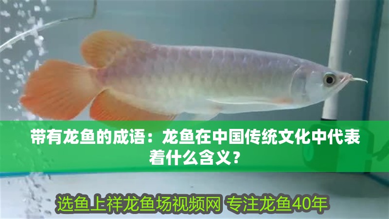 帶有龍魚的成語：龍魚在中國傳統文化中代表著什么含義？