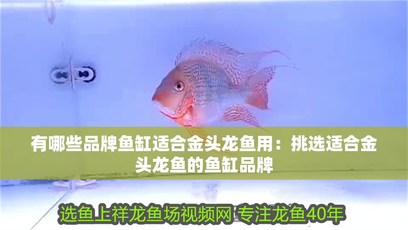有哪些品牌魚缸適合金頭龍魚用：挑選適合金頭龍魚的魚缸品牌