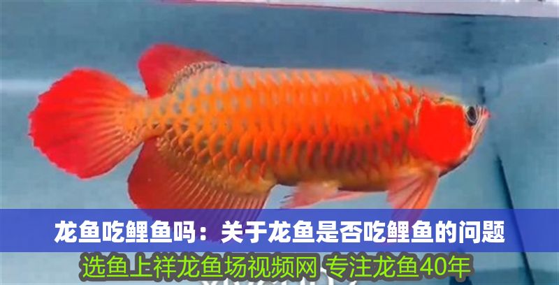 龍魚吃鯉魚嗎：關于龍魚是否吃鯉魚的問題