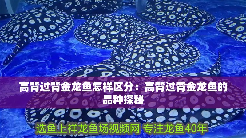 高背過背金龍魚怎樣區分：高背過背金龍魚的品種探秘