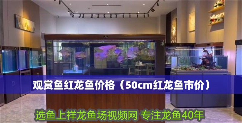 觀賞魚紅龍魚價格（50cm紅龍魚市價）