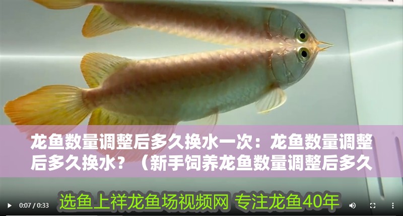 龍魚數(shù)量調(diào)整后多久換水一次：龍魚數(shù)量調(diào)整后多久換水？（新手飼養(yǎng)龍魚數(shù)量調(diào)整后多久換水一次換一次水，新手飼養(yǎng)龍魚健康）