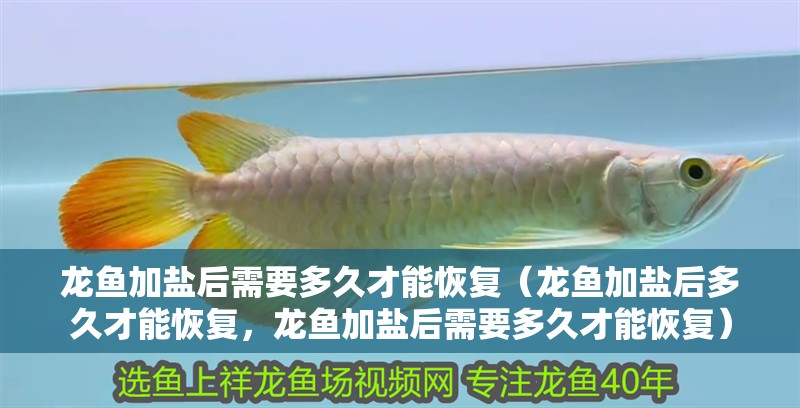 龍魚加鹽后需要多久才能恢復(fù)（龍魚加鹽后多久才能恢復(fù)，龍魚加鹽后需要多久才能恢復(fù)）