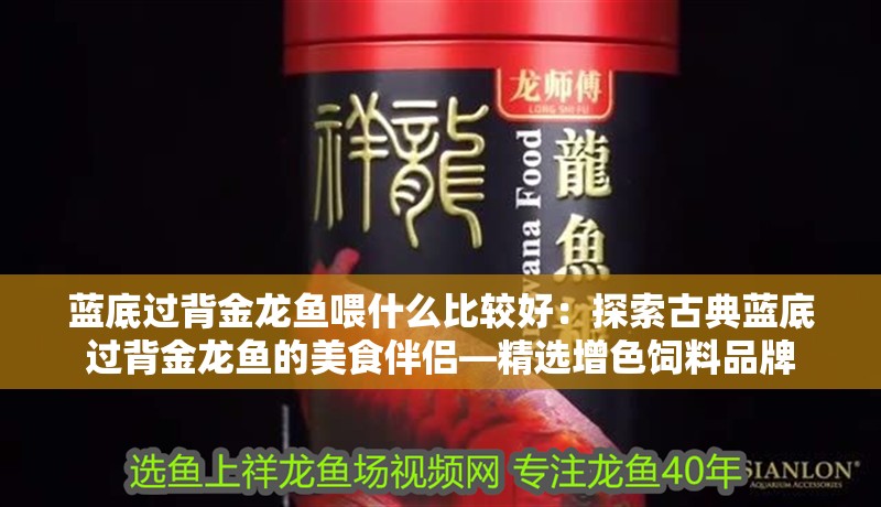 藍底過背金龍魚喂什么比較好：探索古典藍底過背金龍魚的美食伴侶—精選增色飼料品牌