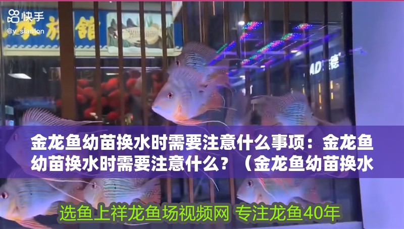 金龍魚幼苗換水時需要注意什么事項：金龍魚幼苗換水時需要注意什么？（金龍魚幼苗換水時需要注意哪些細節？）