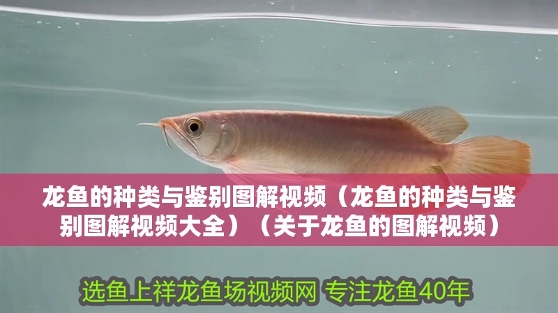 詳細閱讀:龍魚的種類與鑒別圖解視頻(龍魚的種類與鑒別圖解視頻大全)(關于龍魚的圖解視頻) 龍魚的種類與鑒別圖解視頻(龍魚的種類與鑒別圖解視頻大全)(關于龍魚的圖解視頻)