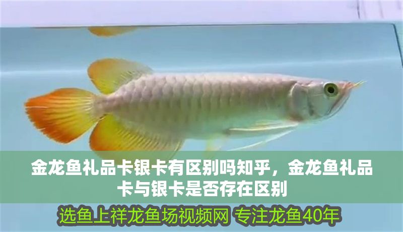 金龍魚禮品卡銀卡有區別嗎知乎，金龍魚禮品卡與銀卡是否存在區別