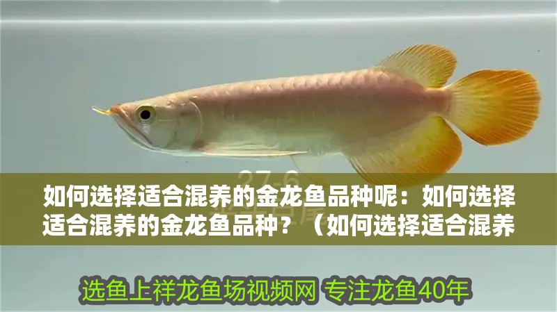 如何選擇適合混養的金龍魚品種呢：如何選擇適合混養的金龍魚品種？（如何選擇適合混養的金龍魚）