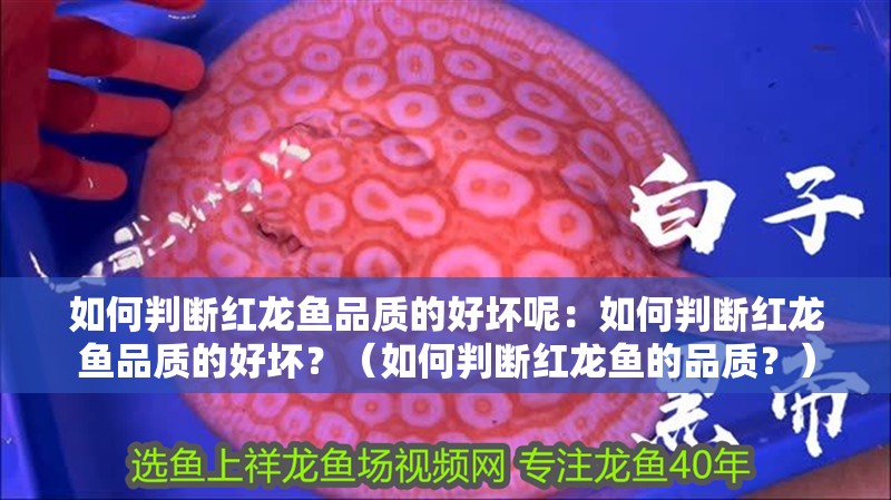詳細閱讀:如何判斷紅龍魚品質的好壞呢:如何判斷紅龍魚品質的好壞?(如何判斷紅龍魚的品質?) 如何判斷紅龍魚品質的好壞呢:如何判斷紅龍魚品質的好壞?(如何判斷紅龍魚的品質?)