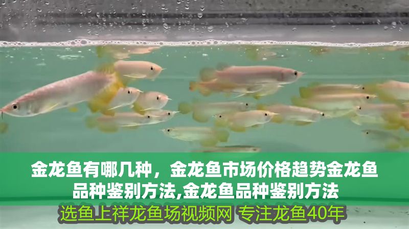 金龍魚有哪幾種，金龍魚市場價格趨勢金龍魚品種鑒別方法,金龍魚品種鑒別方法