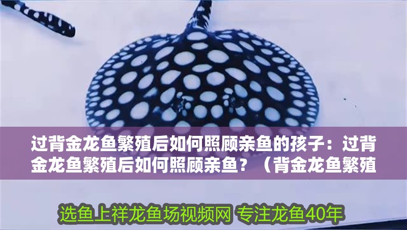 過背金龍魚繁殖后如何照顧親魚的孩子：過背金龍魚繁殖后如何照顧親魚？（背金龍魚繁殖后如何照顧親魚，我們需要了解背金龍魚的繁殖）