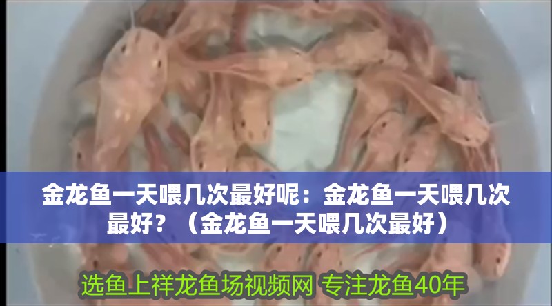 金龍魚一天喂幾次最好呢：金龍魚一天喂幾次最好？（金龍魚一天喂幾次最好）