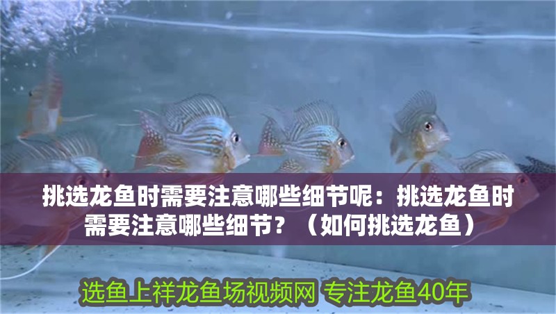 挑選龍魚時(shí)需要注意哪些細(xì)節(jié)呢：挑選龍魚時(shí)需要注意哪些細(xì)節(jié)？（如何挑選龍魚）