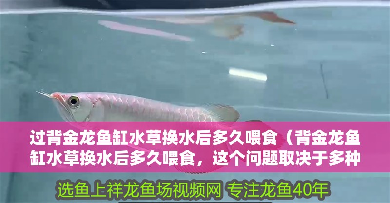 過背金龍魚缸水草換水后多久喂食（背金龍魚缸水草換水后多久喂食，這個問題取決于多種因素）