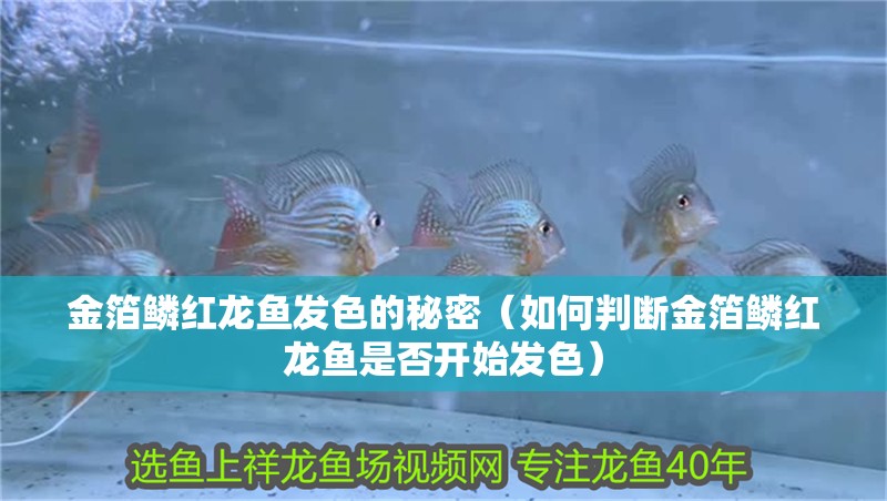 金箔鱗紅龍魚發色的秘密（如何判斷金箔鱗紅龍魚是否開始發色）