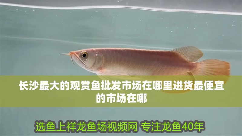 長沙最大的觀賞魚批發市場在哪里進貨最便宜的市場在哪
