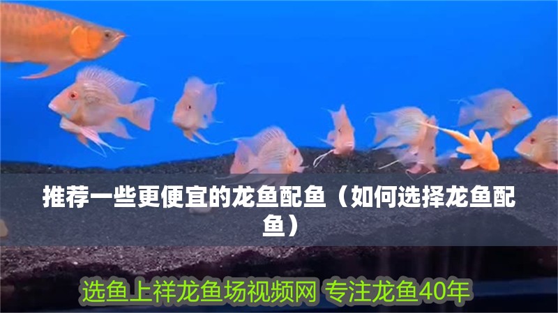 推薦一些更便宜的龍魚配魚（如何選擇龍魚配魚）