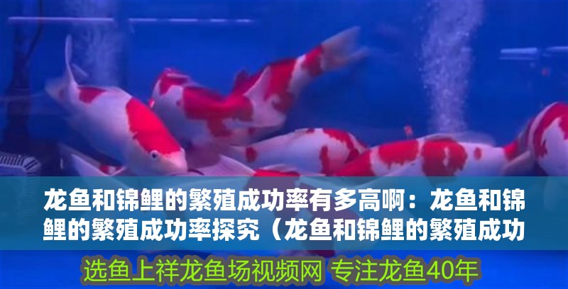 龍魚和錦鯉的繁殖成功率有多高啊：龍魚和錦鯉的繁殖成功率探究（龍魚和錦鯉的繁殖成功率）