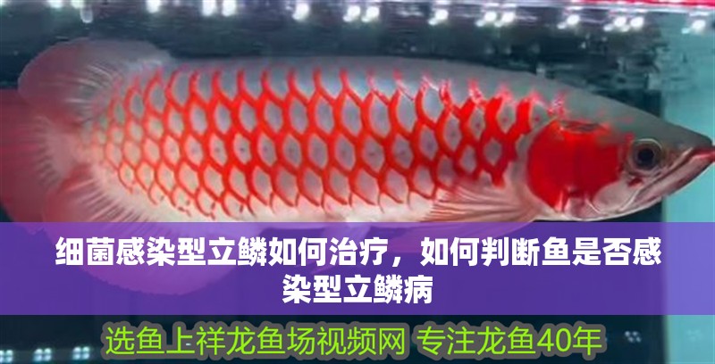 細(xì)菌感染型立鱗如何治療，如何判斷魚是否感染型立鱗病