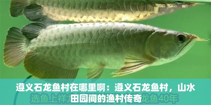 遵義石龍魚村在哪里?。鹤窳x石龍魚村，山水田園間的漁村傳奇