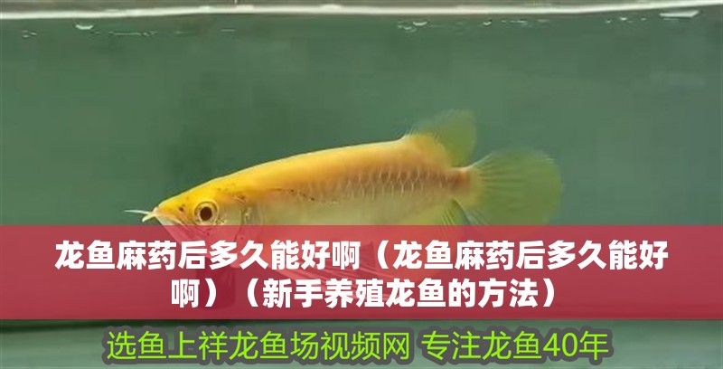 龍魚麻藥后多久能好啊（龍魚麻藥后多久能好啊）（新手養殖龍魚的方法）