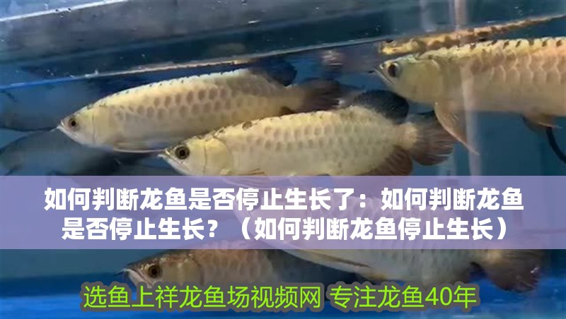 如何判斷龍魚是否停止生長了：如何判斷龍魚是否停止生長？（如何判斷龍魚停止生長）