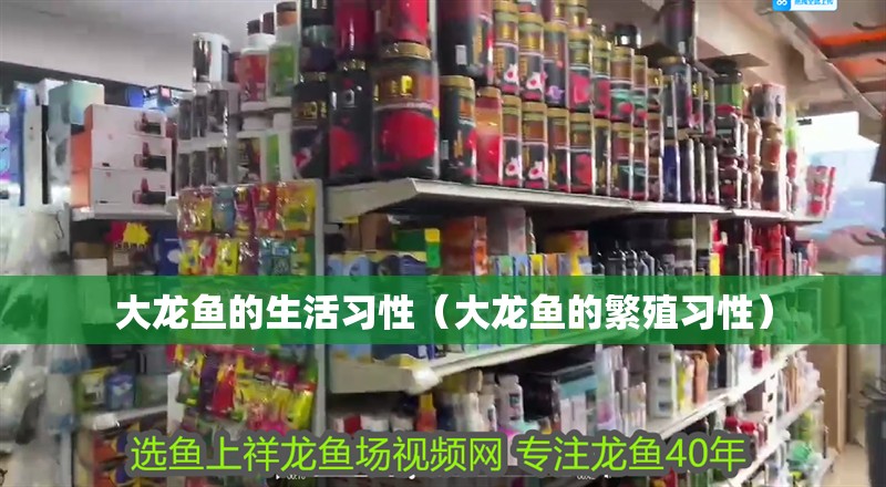 大龍魚的生活習性（大龍魚的繁殖習性）