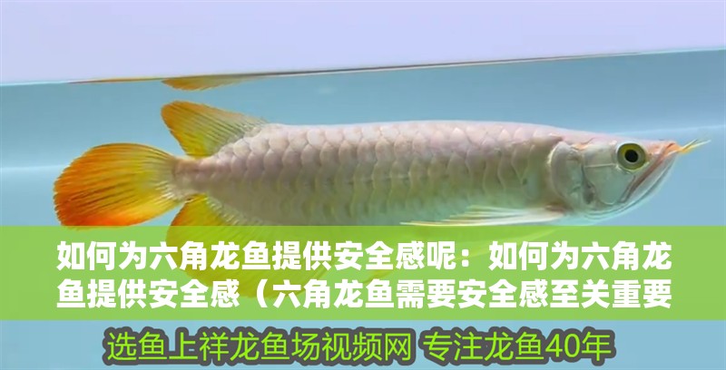 如何為六角龍魚提供安全感呢：如何為六角龍魚提供安全感（六角龍魚需要安全感至關(guān)重要）