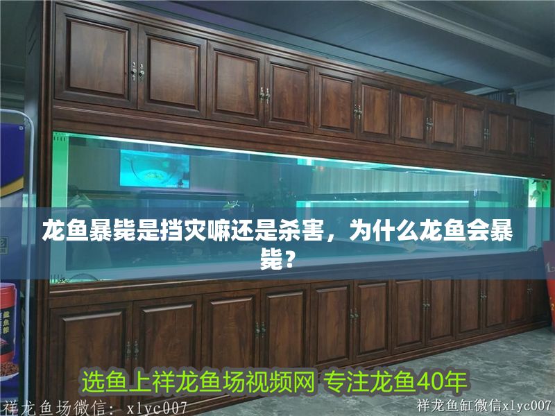 龍魚暴斃是擋災嘛還是殺害，為什么龍魚會暴斃？