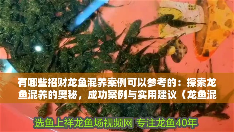 有哪些招財龍魚混養(yǎng)案例可以參考的：探索龍魚混養(yǎng)的奧秘，成功案例與實用建議（龍魚混養(yǎng)案例分析）