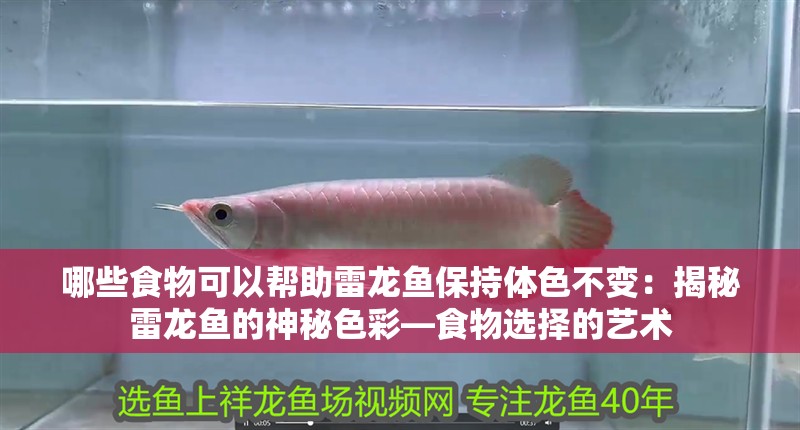 哪些食物可以幫助雷龍魚(yú)保持體色不變：揭秘雷龍魚(yú)的神秘色彩—食物選擇的藝術(shù)