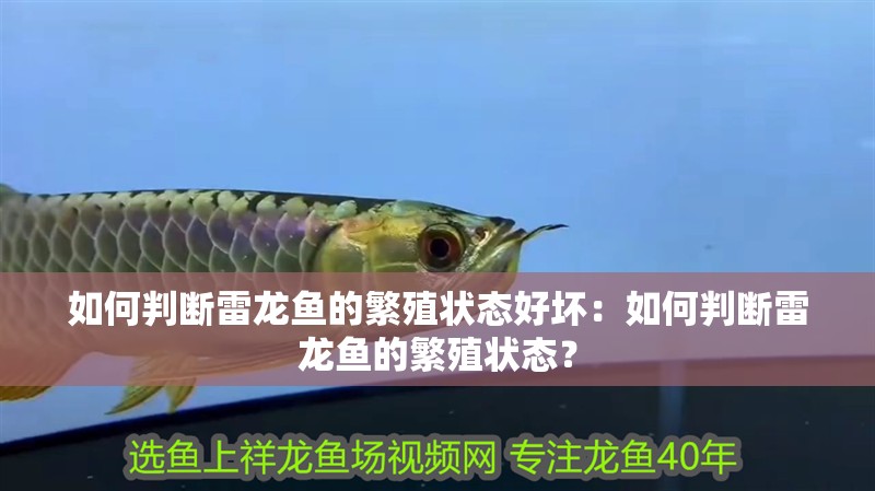 如何判斷雷龍魚(yú)的繁殖狀態(tài)好壞：如何判斷雷龍魚(yú)的繁殖狀態(tài)？