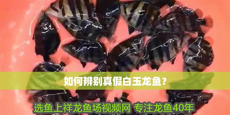 如何辨別真假白玉龍魚？
