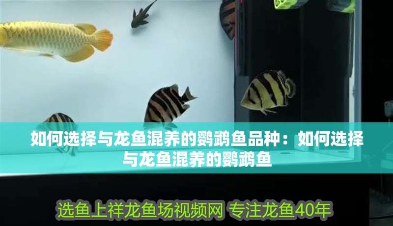 如何選擇與龍魚混養的鸚鵡魚品種：如何選擇與龍魚混養的鸚鵡魚