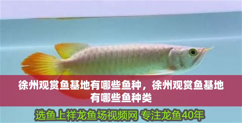 徐州觀賞魚(yú)基地有哪些魚(yú)種，徐州觀賞魚(yú)基地有哪些魚(yú)種類