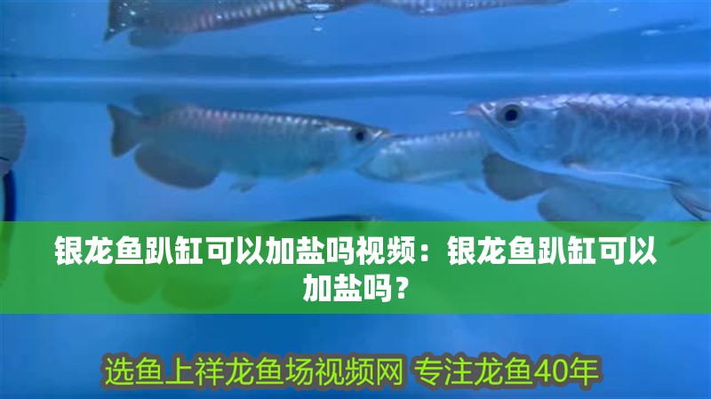 銀龍魚趴缸可以加鹽嗎視頻：銀龍魚趴缸可以加鹽嗎？