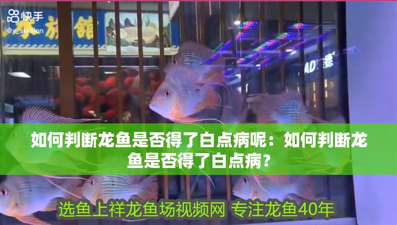 如何判斷龍魚是否得了白點病呢：如何判斷龍魚是否得了白點病？