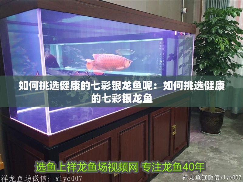 如何挑選健康的七彩銀龍魚呢：如何挑選健康的七彩銀龍魚