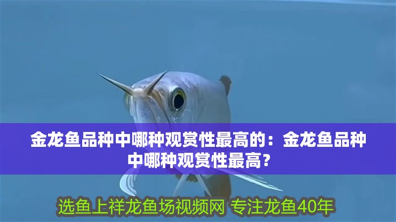 金龍魚品種中哪種觀賞性最高的：金龍魚品種中哪種觀賞性最高？