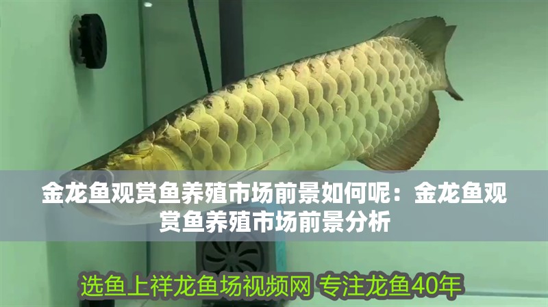 金龍魚觀賞魚養(yǎng)殖市場前景如何呢：金龍魚觀賞魚養(yǎng)殖市場前景分析