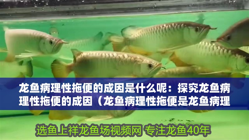 龍魚病理性拖便的成因是什么呢：探究龍魚病理性拖便的成因（龍魚病理性拖便是龍魚病理性拖便的重要原因及預防措施）