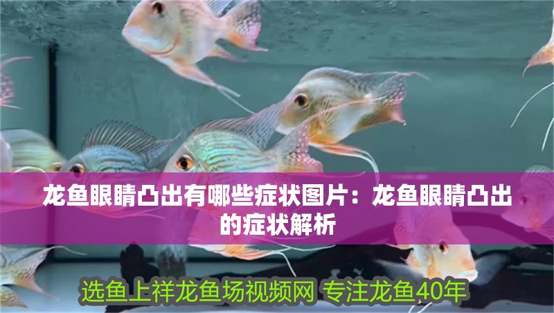 龍魚眼睛凸出有哪些癥狀圖片：龍魚眼睛凸出的癥狀解析