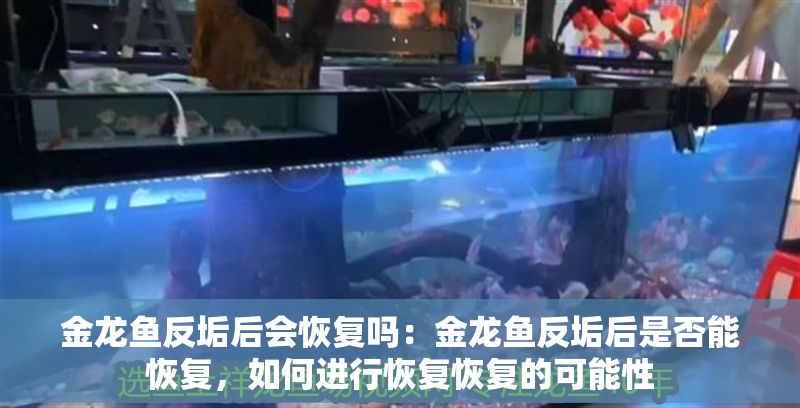 金龍魚反垢后會恢復嗎：金龍魚反垢后是否能恢復，如何進行恢復恢復的可能性