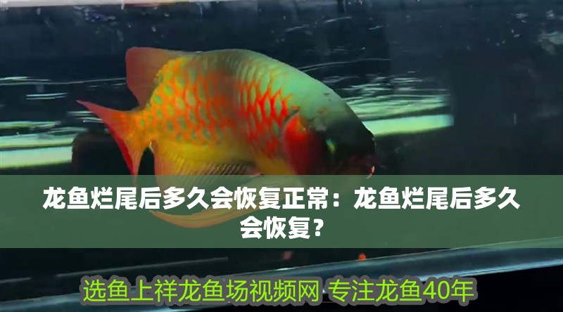 龍魚爛尾后多久會恢復正常：龍魚爛尾后多久會恢復？