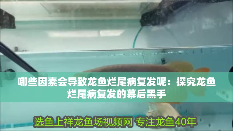 哪些因素會導致龍魚爛尾病復發呢：探究龍魚爛尾病復發的幕后黑手