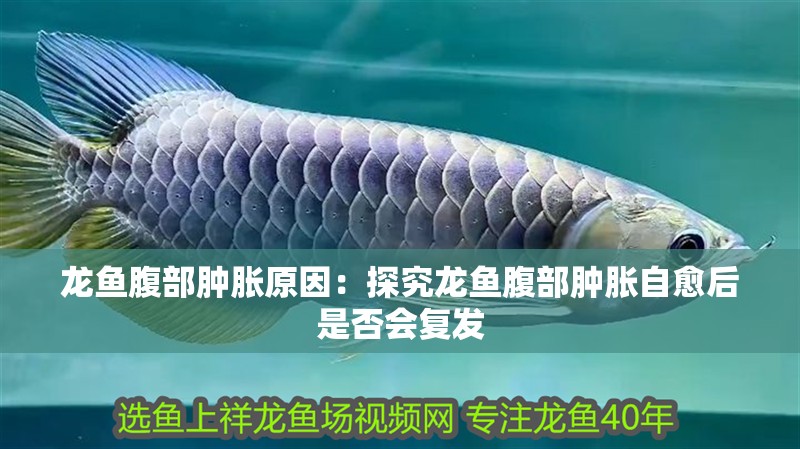 龍魚(yú)腹部腫脹原因：探究龍魚(yú)腹部腫脹自愈后是否會(huì)復(fù)發(fā)